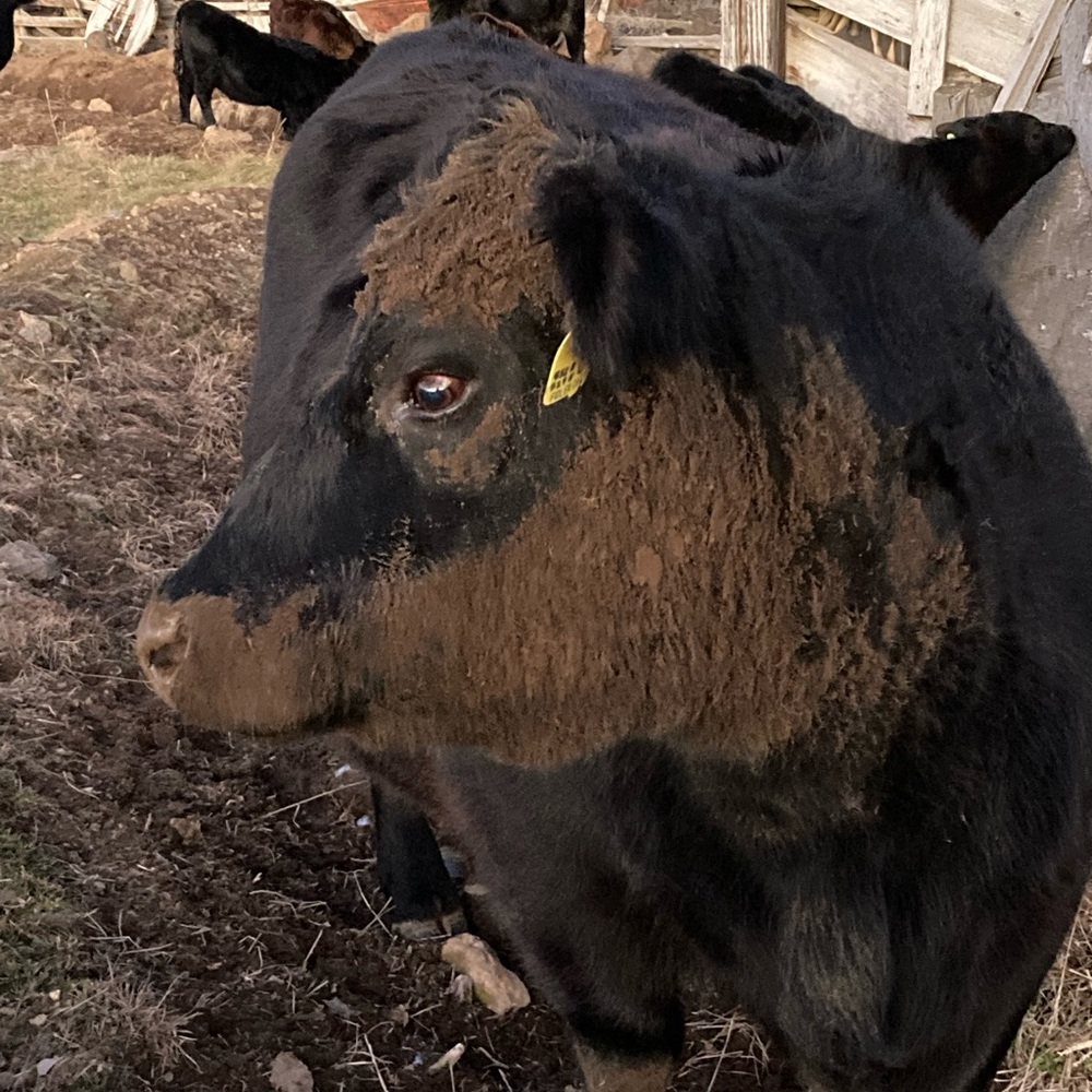 Meet your Posher, Deena